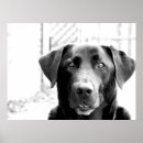 Suche nach schwarzer labrador retriever hund poster Hundefreund