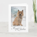 Suche nach cairn terrier karten Hund