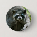 Suche nach waschbär buttons Säugetier