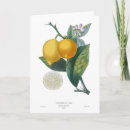 Suche nach zitronen blume karten Botanisch