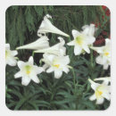 Suche nach weiße blüten aufkleber Flora