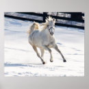 Suche nach weißes pferd poster Winter
