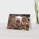 Suche nach pigs karten Schweine