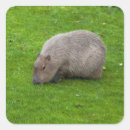 Suche nach capybara aufkleber Nagetier