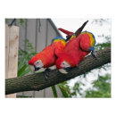 Suche nach macaws poster Rot