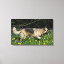 Suche nach schäferhund leinwandbilder Foto