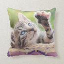 Suche nach kätzchen kissen Babytiere