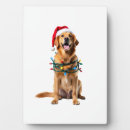 Suche nach golden retriever fotoplatten Weimaraner