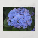 Suche nach lila hydrangea postkarten Botanisch