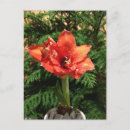 Suche nach amaryllis karten Orange