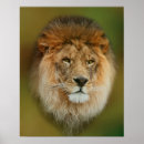 Suche nach majestätischer löwe poster Wild lebende tiere