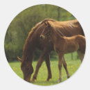 Suche nach stute aufkleber Thoroughbred