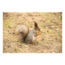 Suche nach nuss mit eichhörnchen poster Fotografie
