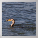 Suche nach kormoran poster Cormoran