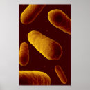 Suche nach mikrobe poster Forschung