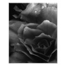 Suche nach begonien poster Blüte