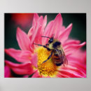 Suche nach hummeln poster Fotografie