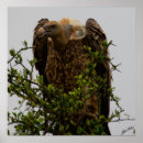 Suche nach geier poster Natur