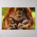 Suche nach orang utan mutter poster Baby