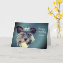 Suche nach mischrasse Terrier
