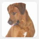 Suche nach rhodesian aufkleber Welpe