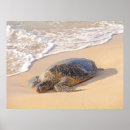 Suche nach honu schildkröte poster Hawaii