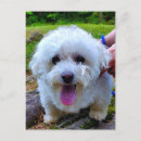 Suche nach weißer hund postkarten Hunde