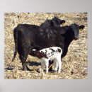 Suche nach nursing poster Kalb