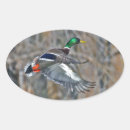 Suche nach drake aufkleber Wasservögel