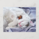 Suche nach lustige erholung postkarten Katze