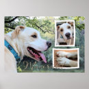 Suche nach pitti poster Pitbullen