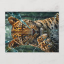 Suche nach leopard postkarten Große katze