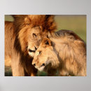 Suche nach wilder löwe poster Wildtiere