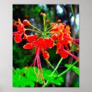 Suche nach barbados poster Natur