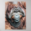 Suche nach orang utan poster Wild