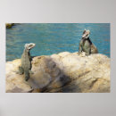 Suche nach grüner leguan poster Foto