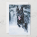 Suche nach schäfer einladungen Hund