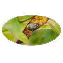 Suche nach spirale schneidebrettchen Muschel