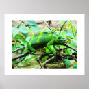 Suche nach chameleon poster Tiere