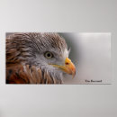 Suche nach bussard poster Vogelvogel
