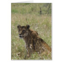 Suche nach löwin postkarten Afrika