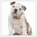 Suche nach monate aufkleber Hund