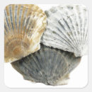 Suche nach muscheln aufkleber Einfach