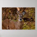 Suche nach whitetail poster Weißschwanzhirsche