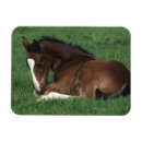 Suche nach warmblood Reiter