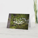 Suche nach hartriegelblüte Baum