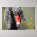 Suche nach schwarzer schwan poster Wasser
