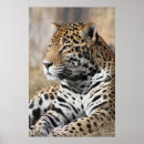 Suche nach jaguar poster Dschungel