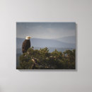 Suche nach amerikanischer adler leinwandbilder Vogelvogel