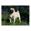 Suche nach carlin postkarten Blumen